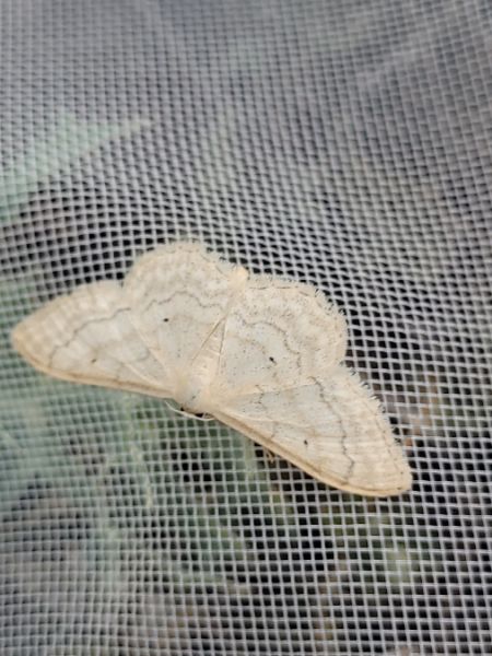 Idaea deversaria  - Thomas Lux