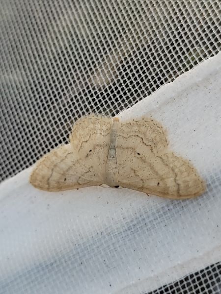 Idaea deversaria  - Thomas Lux