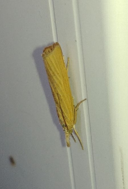 Pediasia luteella 