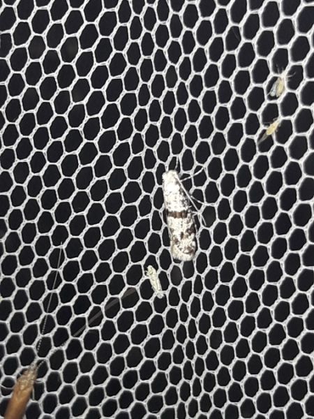 Scythropia crataegella  - Sylvain Lethuillier