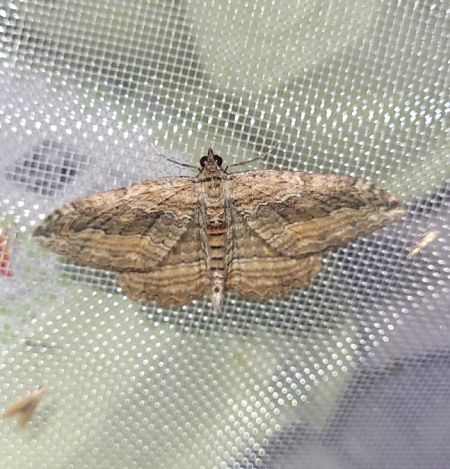 Philereme transversata  - Thomas Lux