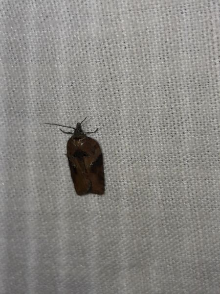 Acleris laterana  - Sylvain Lethuillier
