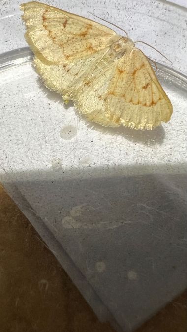 Dyscia penulataria  - Melchior Viallet