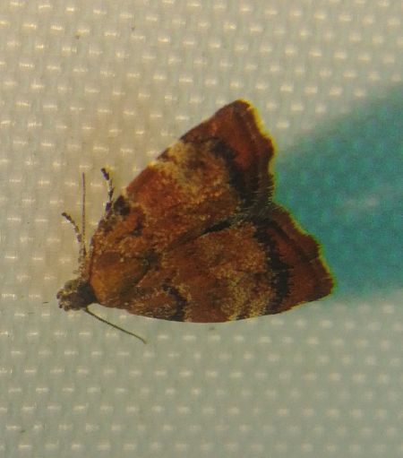 Choreutis nemorana 