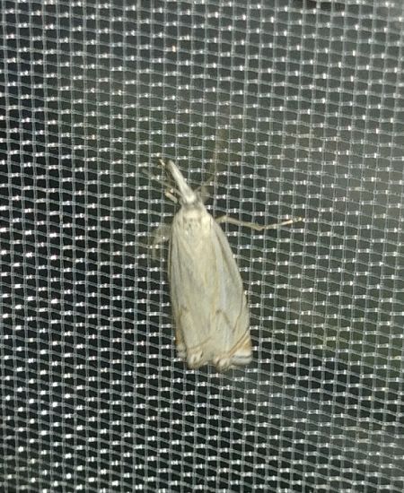 Crambus des jardins 