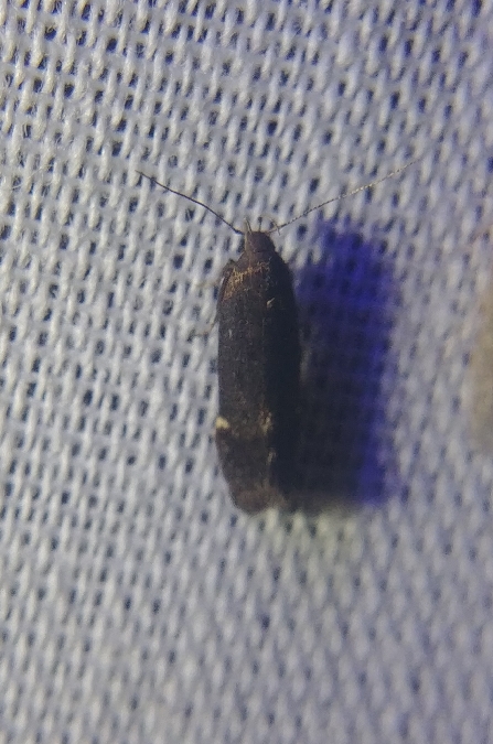 Aproaerema anthyllidella 