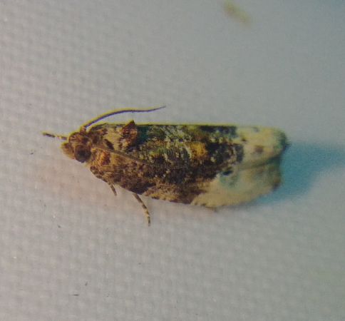 Hedya ochroleucana 