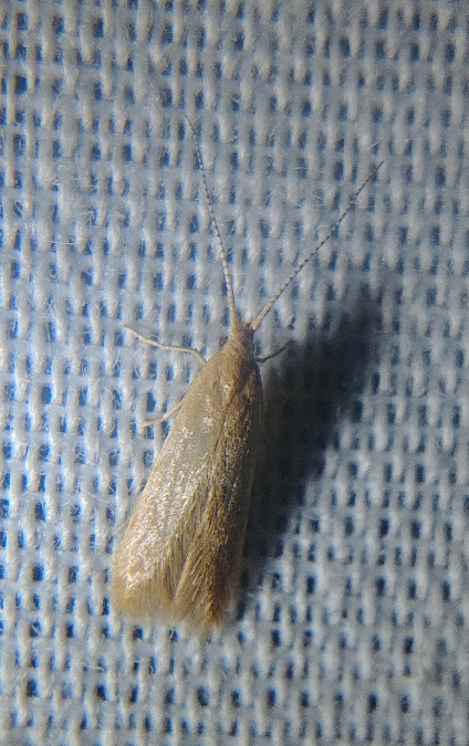 Coleophora indéterminé 