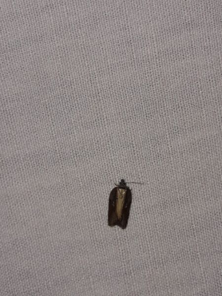 Acleris hastiana  - Sylvain Lethuillier