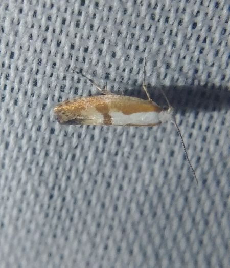 Argyresthia pruniella 