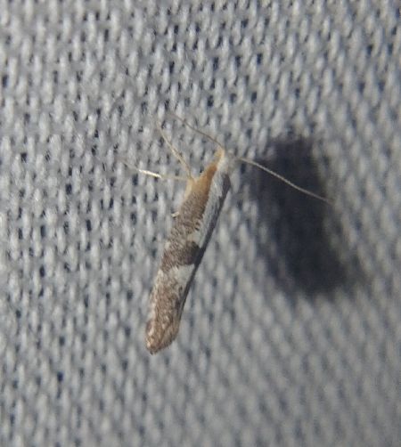Argyresthia spinosella 