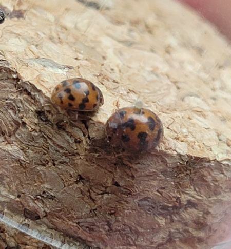 Coccinelle à 24 points  - Thomas Lux