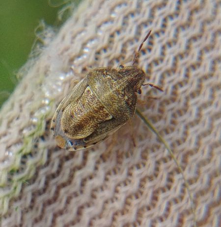 Neottiglossa leporina 