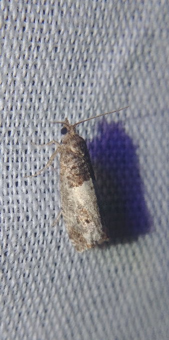 Notocelia roborana 