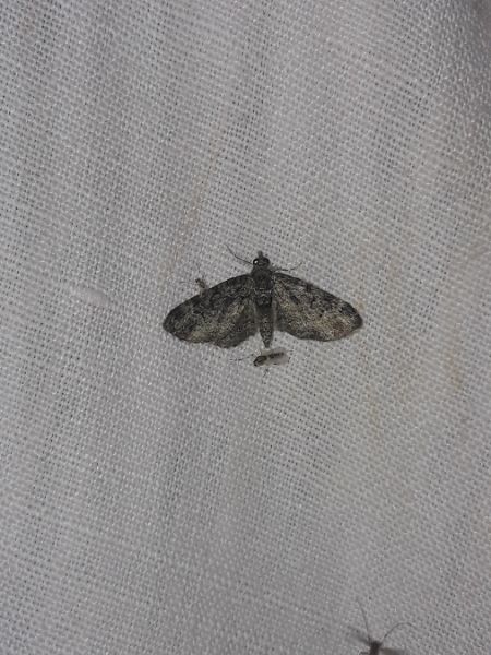 Eupithecia intricata  - Sylvain Lethuillier