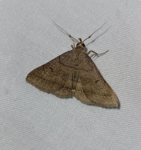 Zanclognatha lunalis  - Thomas Lux