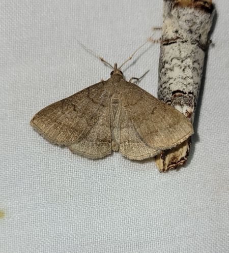Zanclognatha lunalis  - Thomas Lux