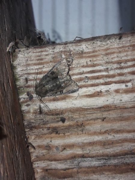 Mesoligia furuncula  - Sylvain Lethuillier