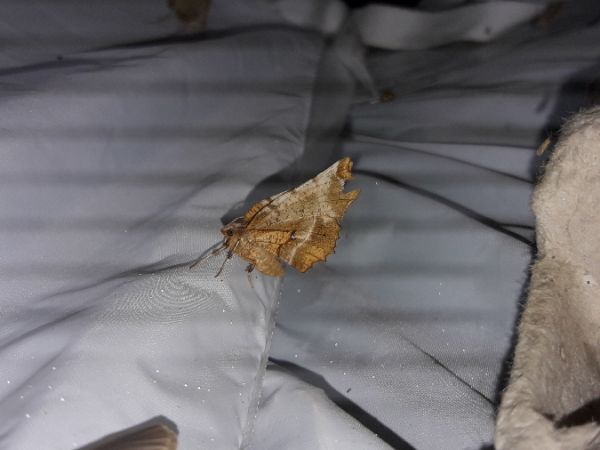 Selenia tetralunaria  - Sylvain Lethuillier