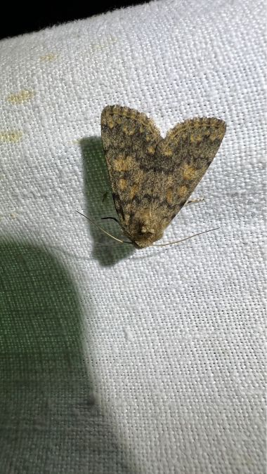 Dichagyris renigera  - Melchior Viallet