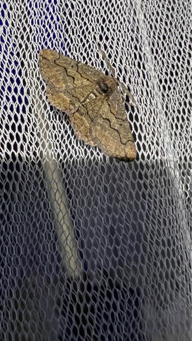 Menophra japygiaria  - Melchior Viallet