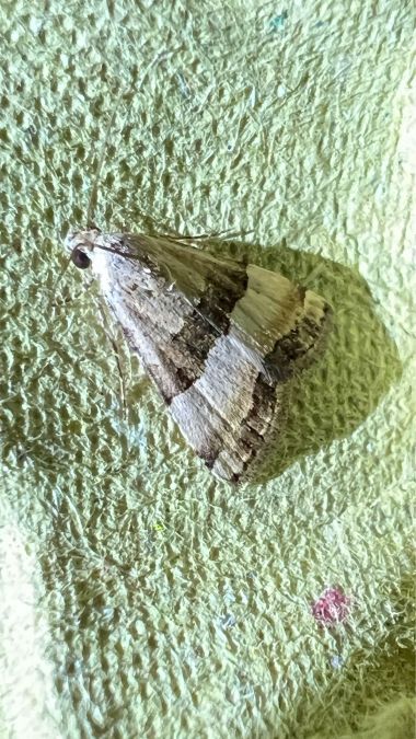 Pseudozarba bipartita  - Melchior Viallet