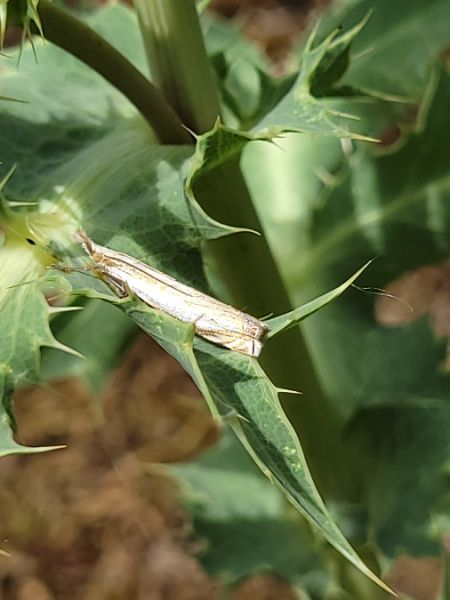 Crambus pascuella  - Thomas Lux