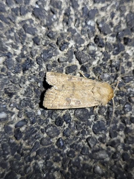 Hoplodrina octogenaria  - Thomas Lux