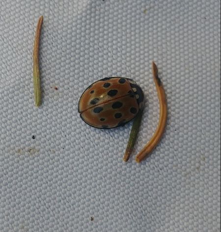 Anatis ocellata 