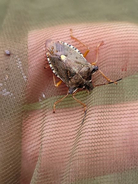 Pentatoma rufipes  - Thomas Lux