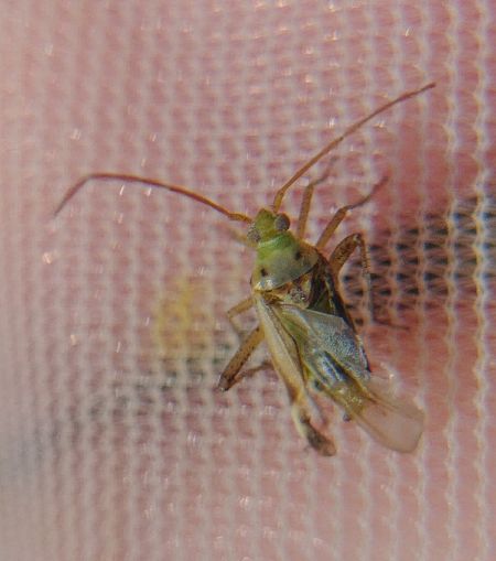 Adelphocoris lineolatus 