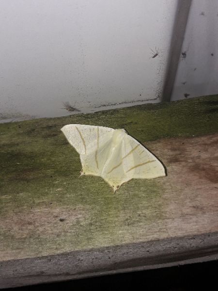 Ourapteryx sambucaria  - Sylvain Lethuillier