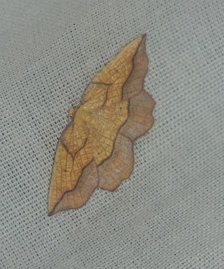Epione repandaria 