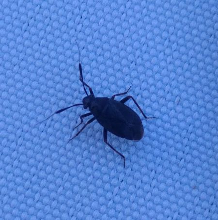 Capsus ater 