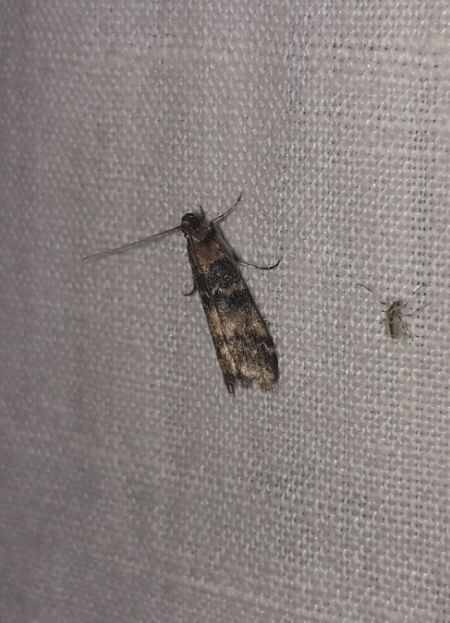 Euzophera pinguis  - Sylvain Lethuillier