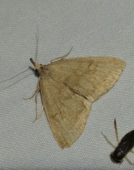 Paracolax tristalis 