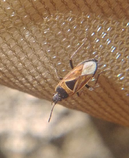 Xanthochilus quadratus 