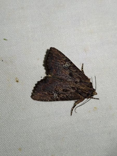 Apamea aquila  - Thomas Lux