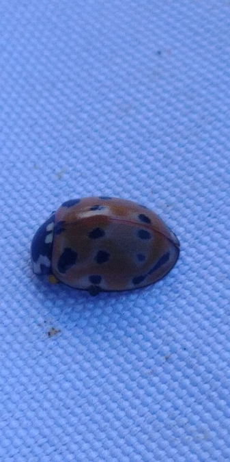 Anatis ocellata 