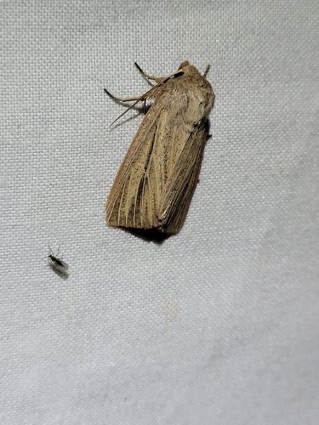 Mythimna pudorina  - Thomas Lux