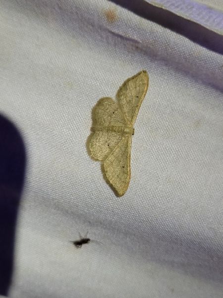Idaea straminata  - Thomas Lux