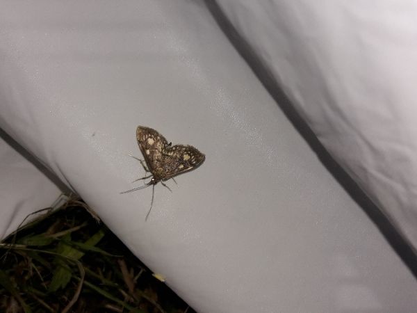 Anania stachydalis  - Sylvain Lethuillier