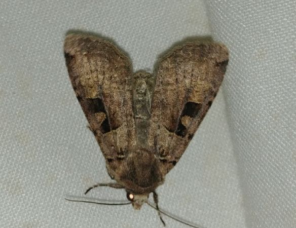 Xestia ditrapezium 
