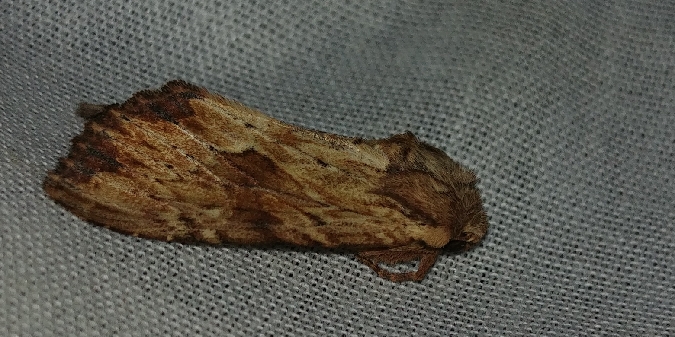 Apamea sublustris 