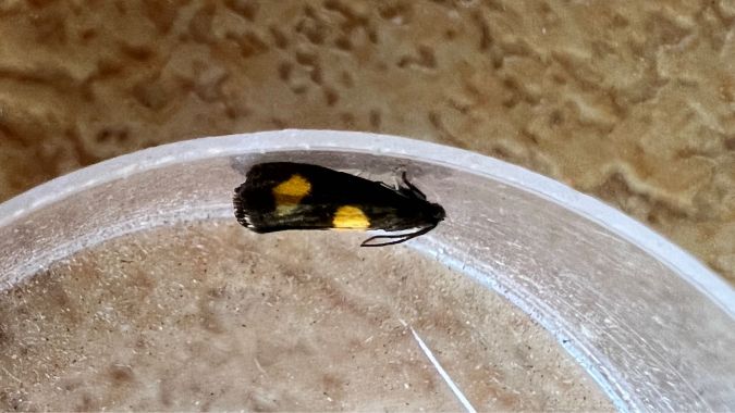 Pammene aurana  - Melchior Viallet