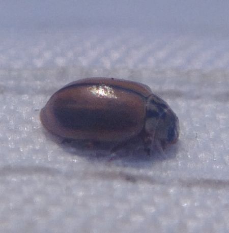 Aphidecta obliterata 
