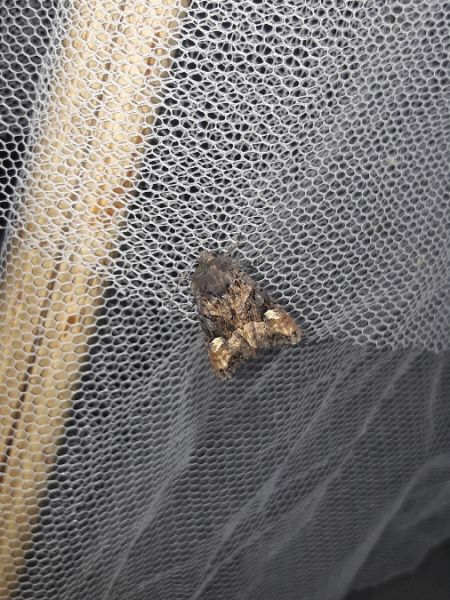 Euplexia lucipara  - Sylvain Lethuillier
