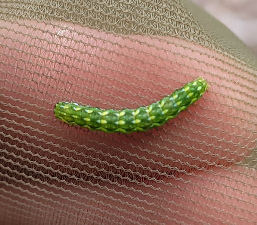 Anarta myrtilli  - Thomas Lux