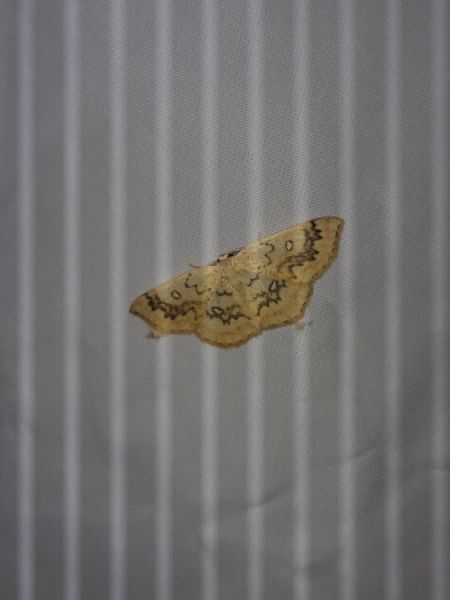 Cyclophora annularia  - Sylvain Lethuillier