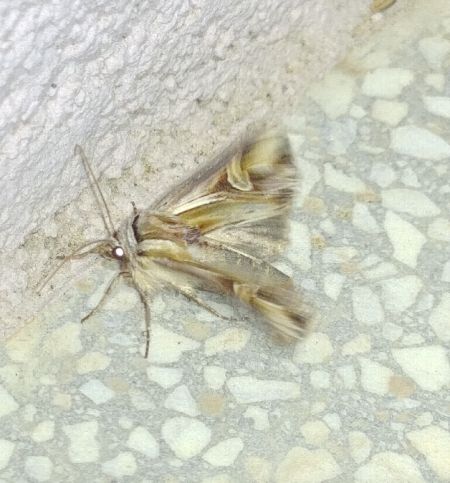 Actinotia polyodon 